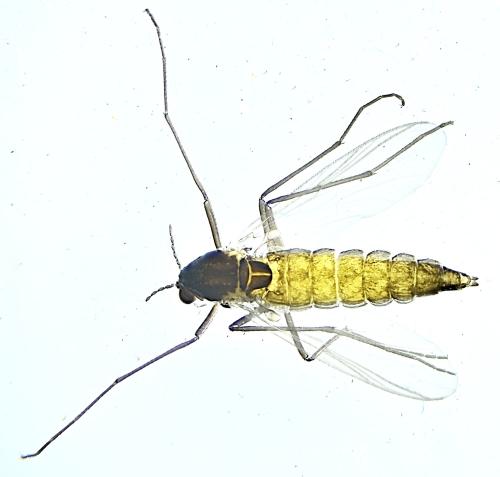 Réf. 333 529 : Orthocladiinae inconnu